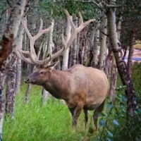 Elk Bull &amp; Cow Hunting Calls