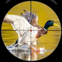 Jungle Birds Hunting Shooting
