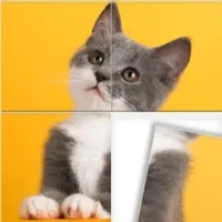 Swappy &#8211; Jigsaw Puzzles
