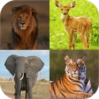 Learn Animals Name and Sound