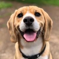 Animal Sounds