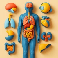 Anatomy 3D: Human Body Atlas