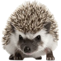 Hedgehog Web Browser