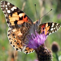 Butterfly Spotter: ID & Guide
