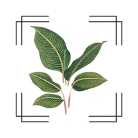 VerdiVista - Plant Identifier